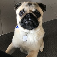 A picture of a pug that was adopted during the COVID-19 pandemic. 
