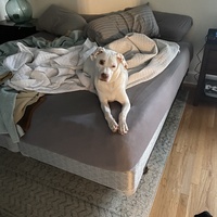White dog laying on an unmade bed.