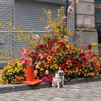 A dog sitting in front of a group of flowers. 