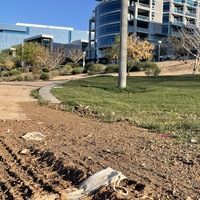This is a picture taken of a discarded face mask that has been left in the dirt. The setting for this photo appears to be some kind of park with a greenbelt, and buildings in the background. 