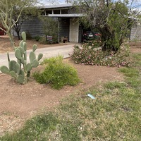 This is a picture of a discarded face mask sitting in a person's front yard. Several bushes, trees, and a prickly pear cactus can be seen in the background and foreground. 