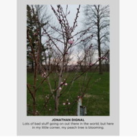 Photo of a small peach tree blooming. 
