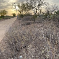 This is a picture of a mask that has been discarded in some desert shrubs, while the sun begins to set in the background.