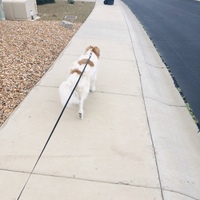 A white and brown dog is being walked on a black leash on a sidewalk in a neighborhood. 