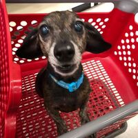 Small dog sitting in a Target shopping cart.