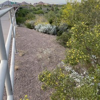 This is a picture of a face mask that has been discarded in a bush with yellow flowers on the side of a concrete public walkway with a railing. 